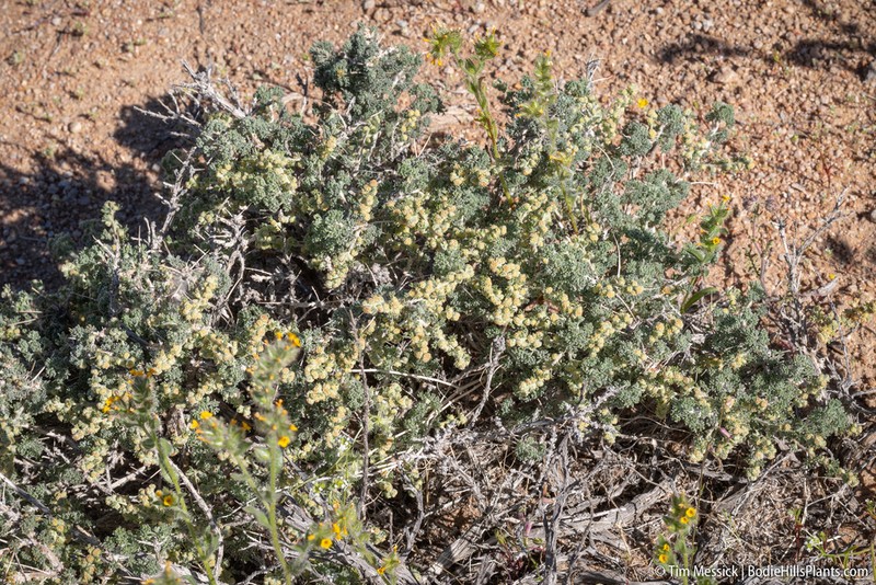 Bud Sagebrush photo 4