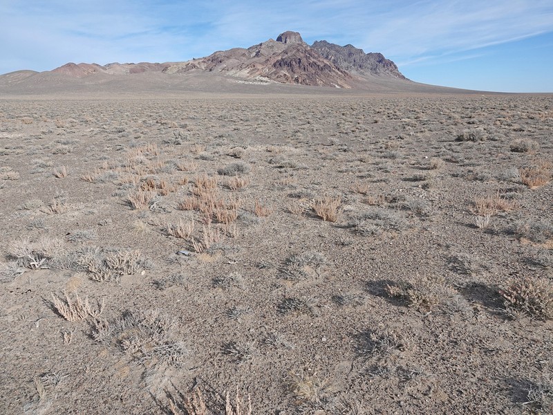 Bud Sagebrush photo 5