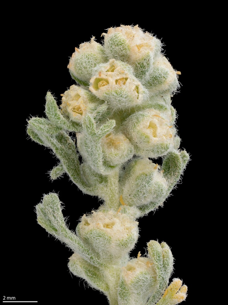 Bud Sagebrush photo 6