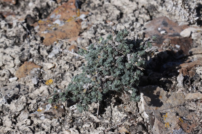 Bud Sagebrush photo 7