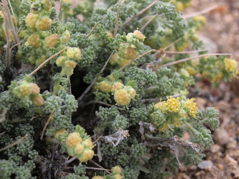 Bud Sagebrush photo 8