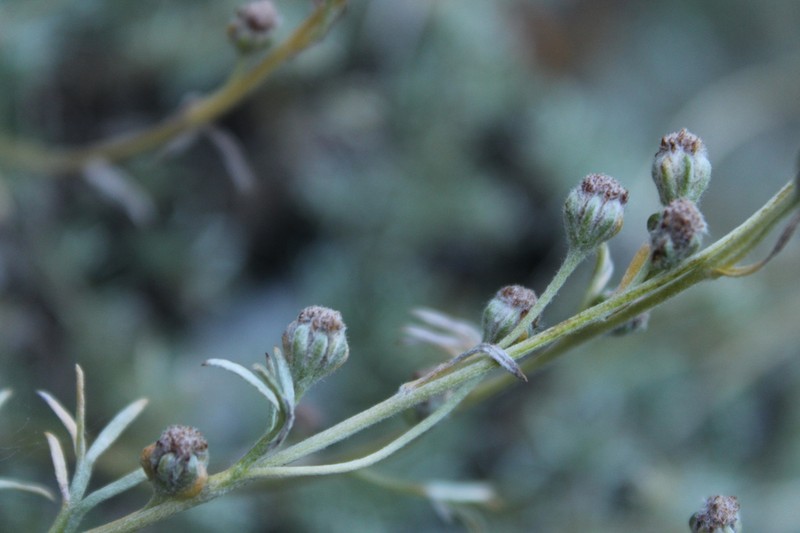 Artemisia splendens