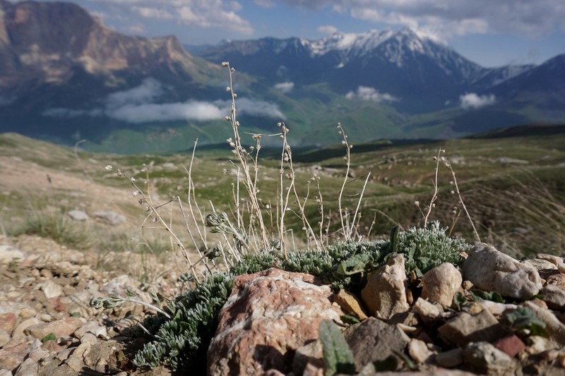 Artemisia splendens photo 3