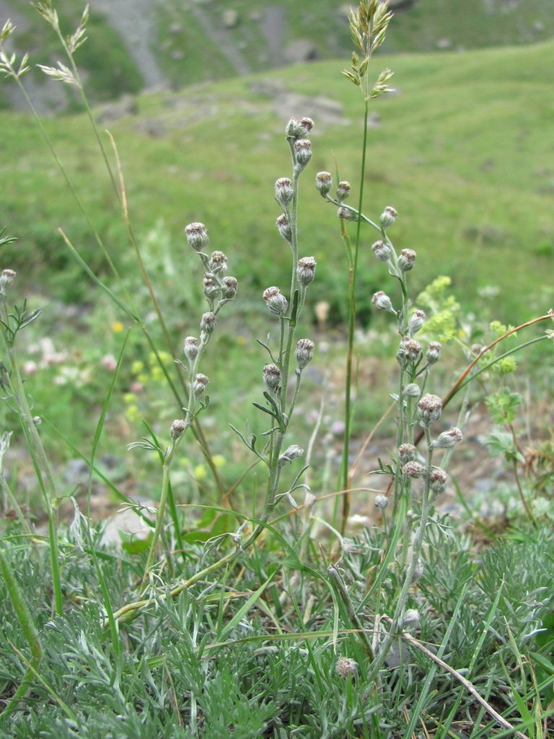 Artemisia splendens photo 4