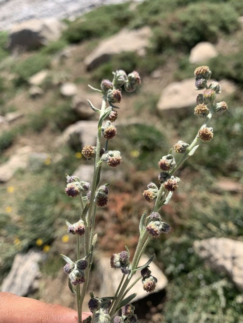 Artemisia splendens photo 5