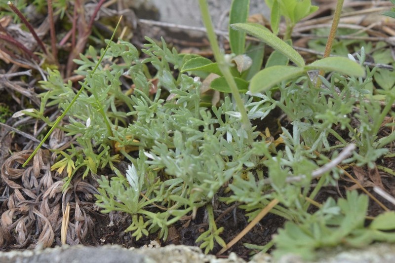 Artemisia splendens photo 6