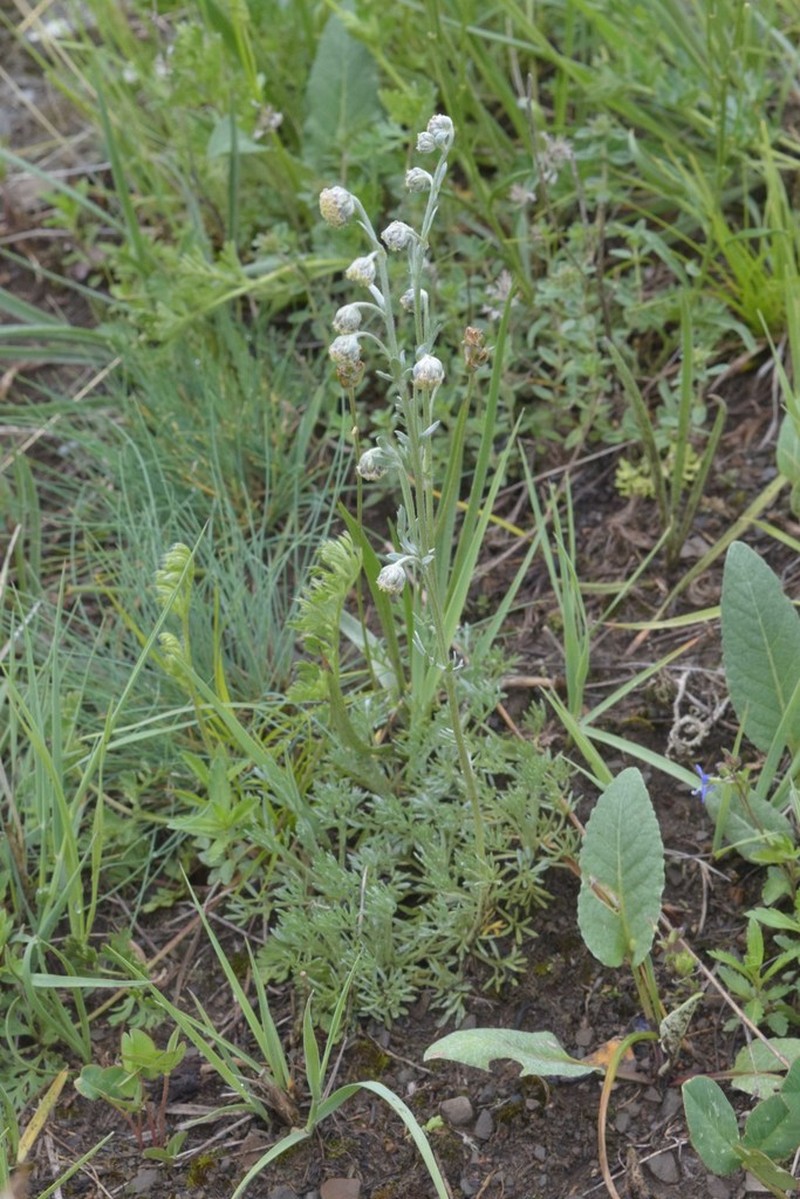 Artemisia splendens photo 7