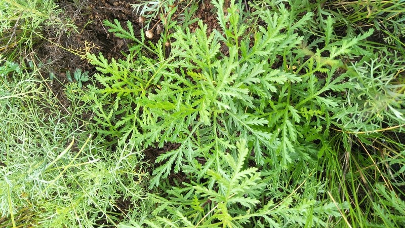 Artemisia stechmanniana photo 2