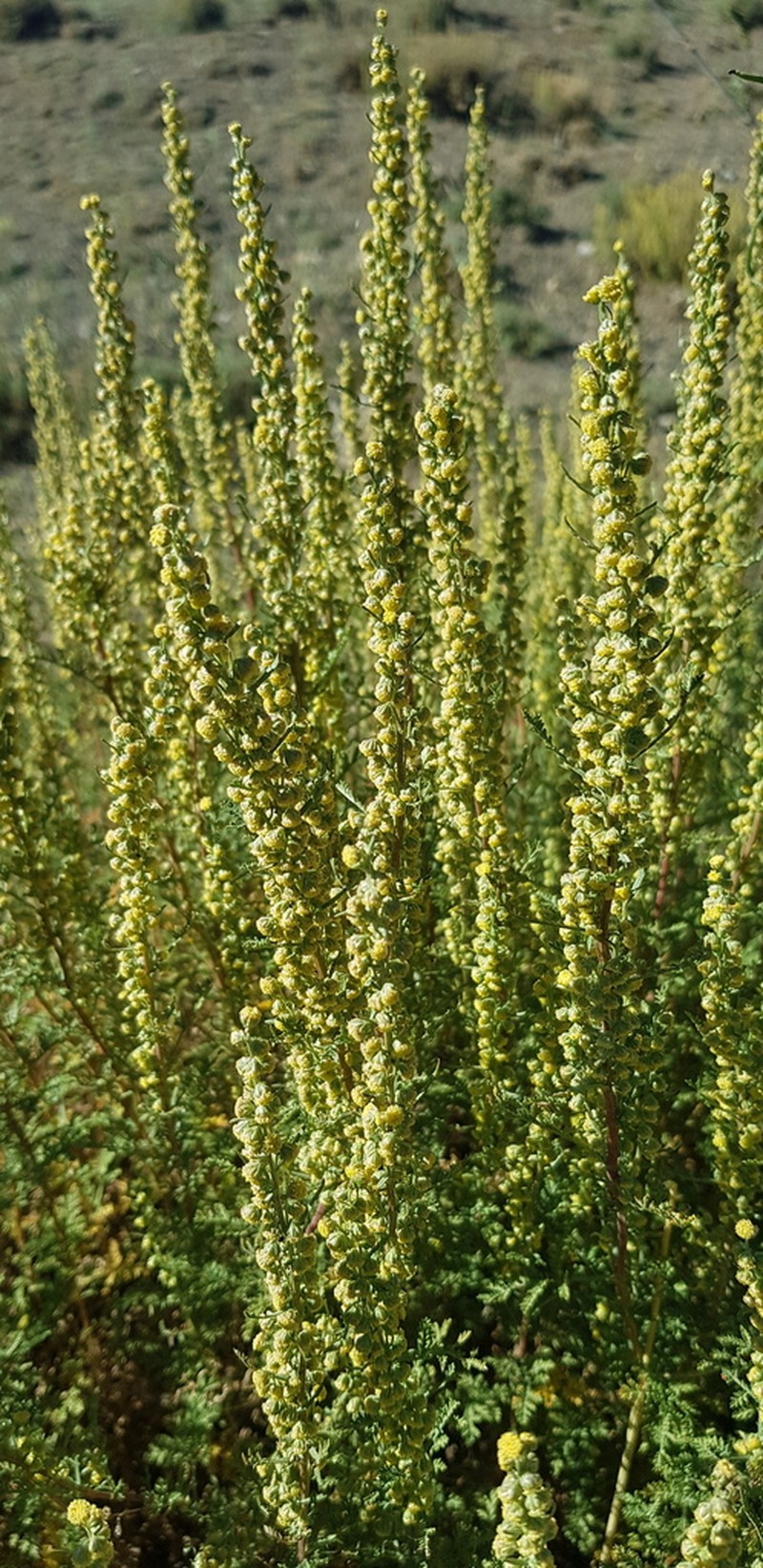 Artemisia stechmanniana photo 3