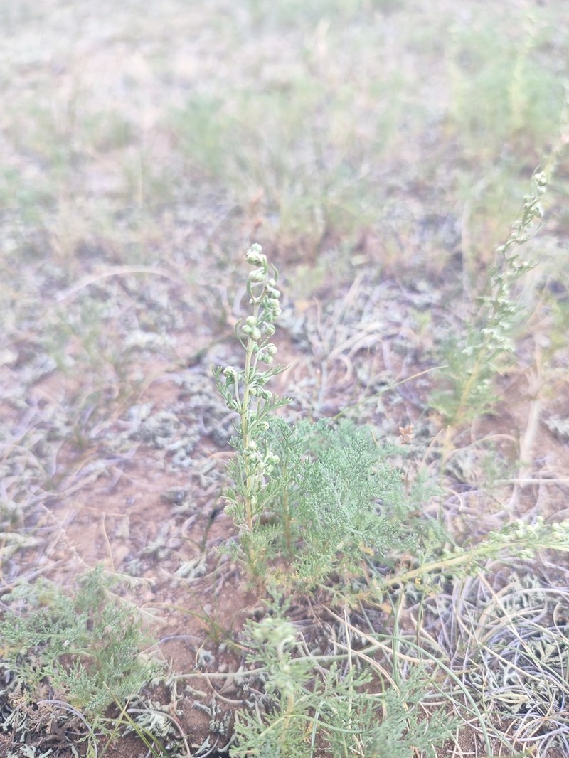 Artemisia stechmanniana photo 4