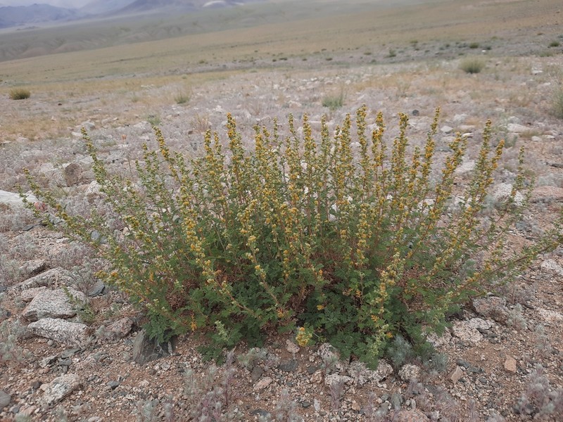 Artemisia stechmanniana photo 5