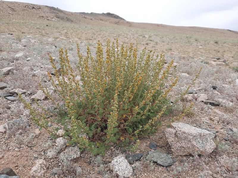 Artemisia stechmanniana photo 6