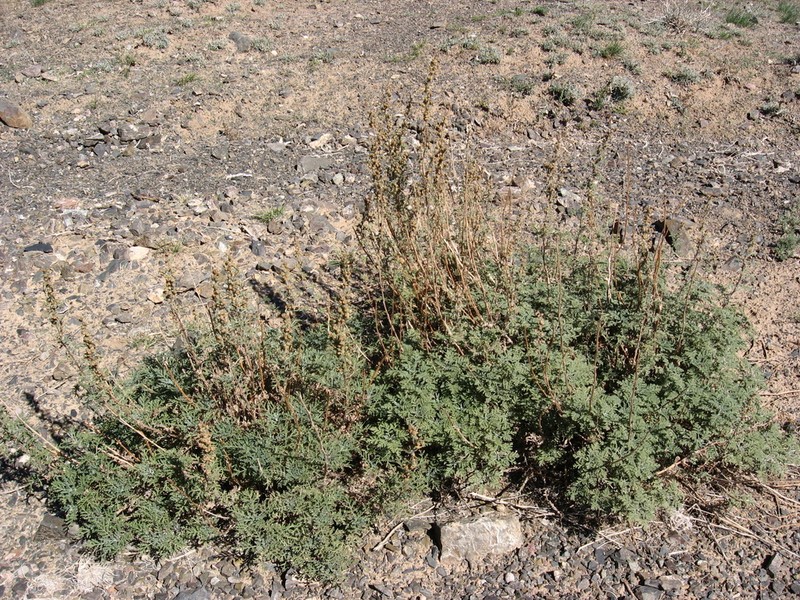 Artemisia stechmanniana photo 7