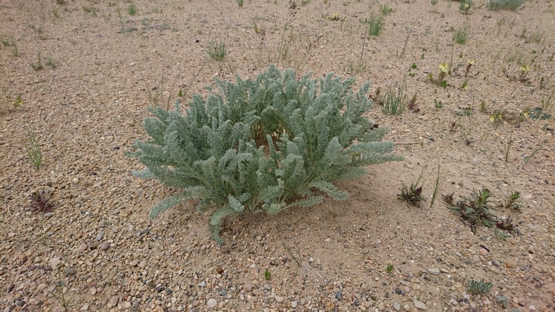 Artemisia stracheyi photo 3