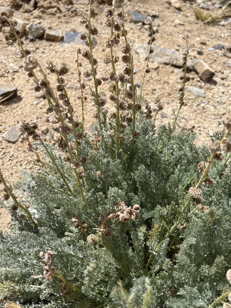 Artemisia stracheyi photo 4
