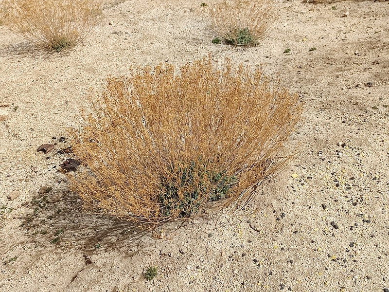 Artemisia stracheyi photo 5