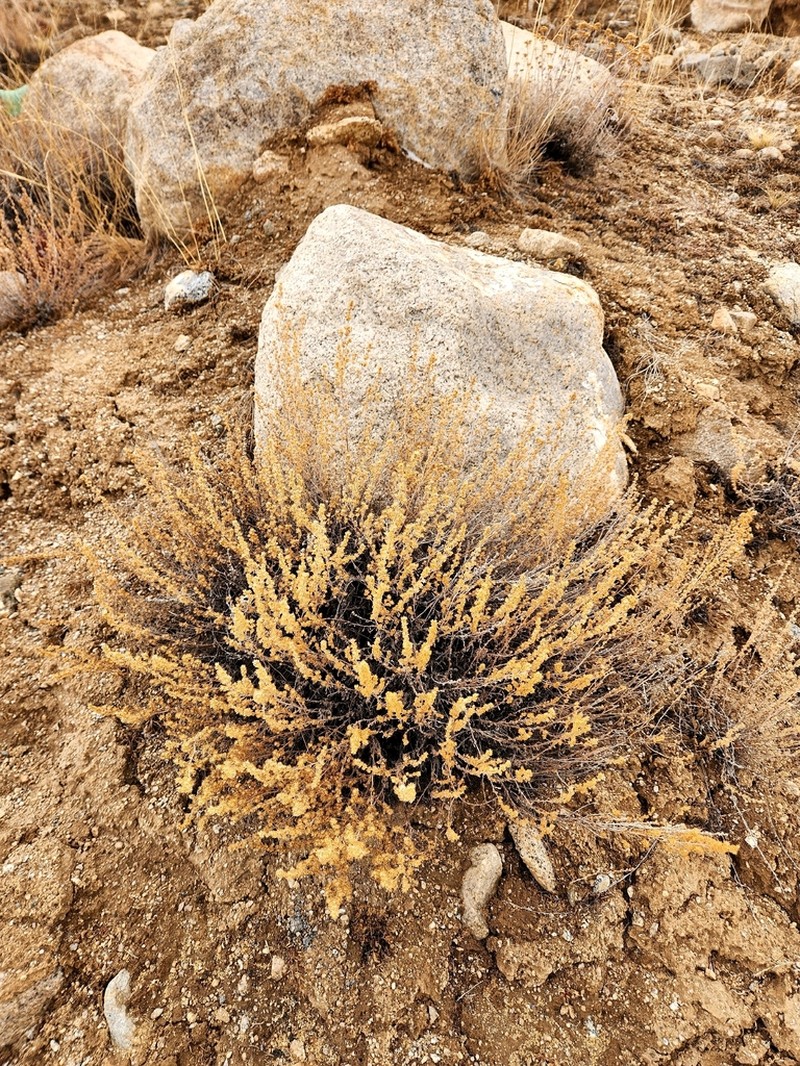 Artemisia stracheyi photo 6