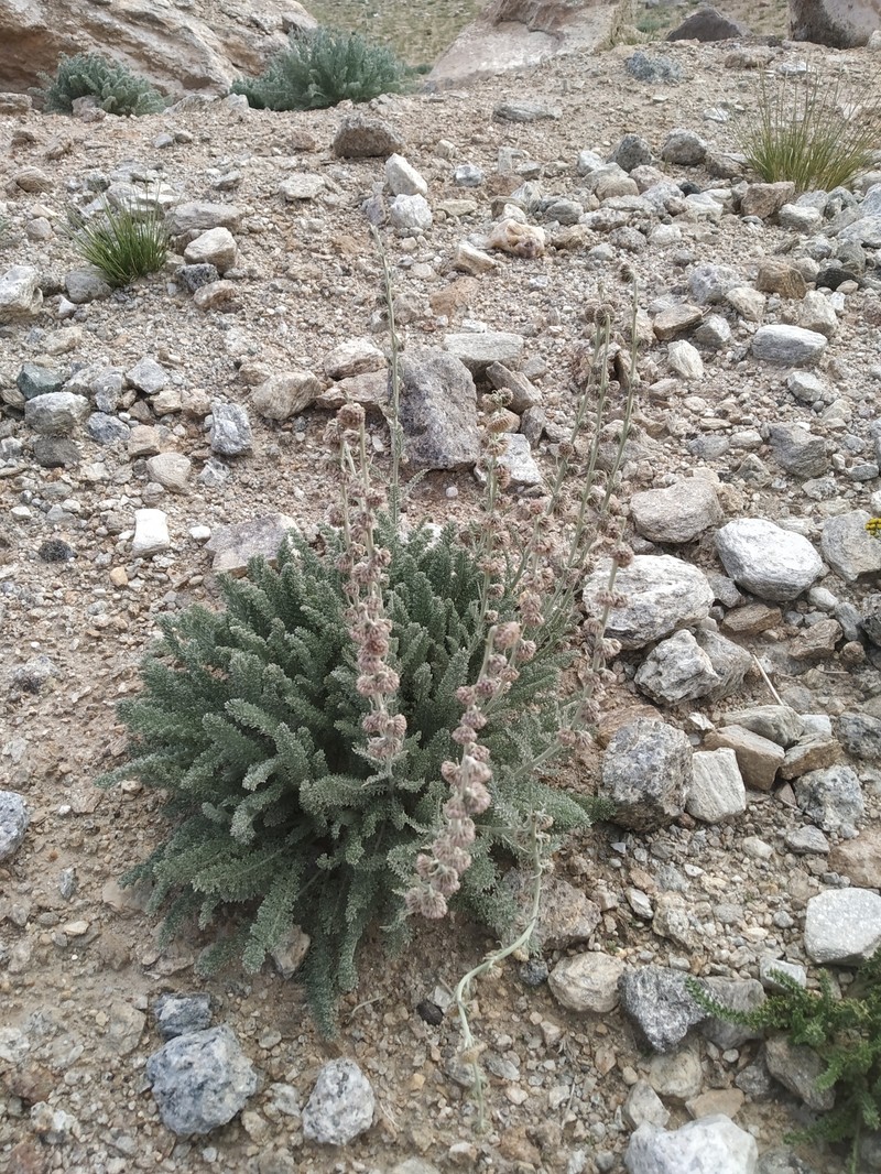 Artemisia stracheyi photo 2