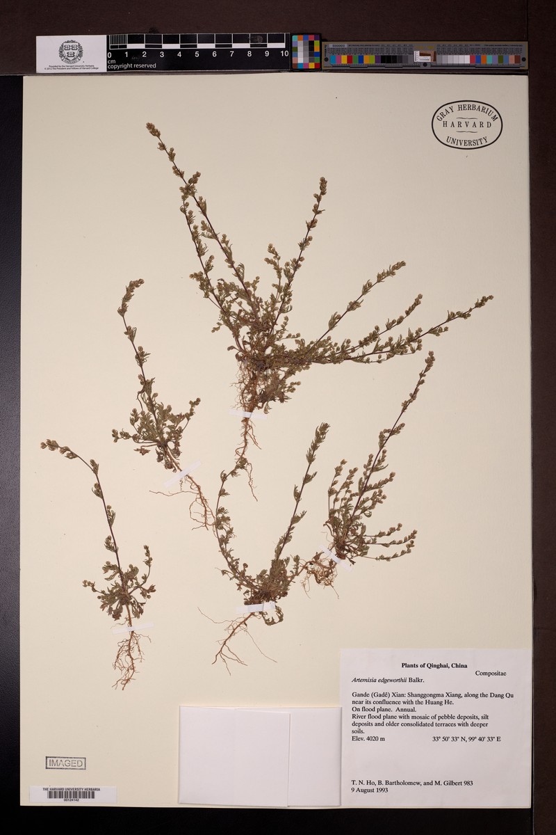 Artemisia stricta