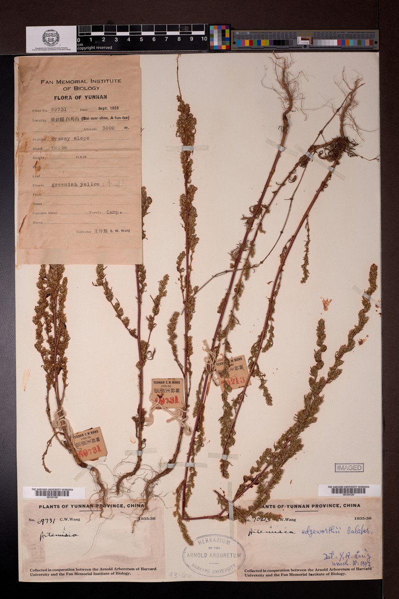 Artemisia stricta photo 2