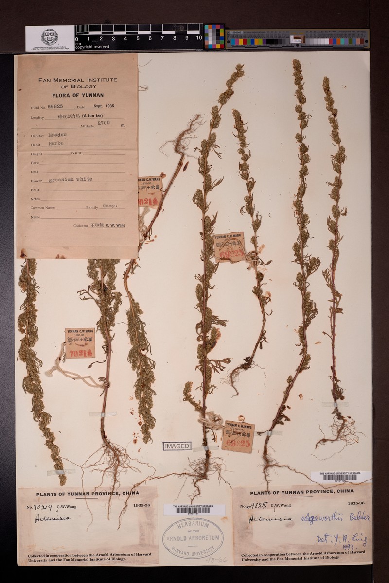 Artemisia stricta photo 3
