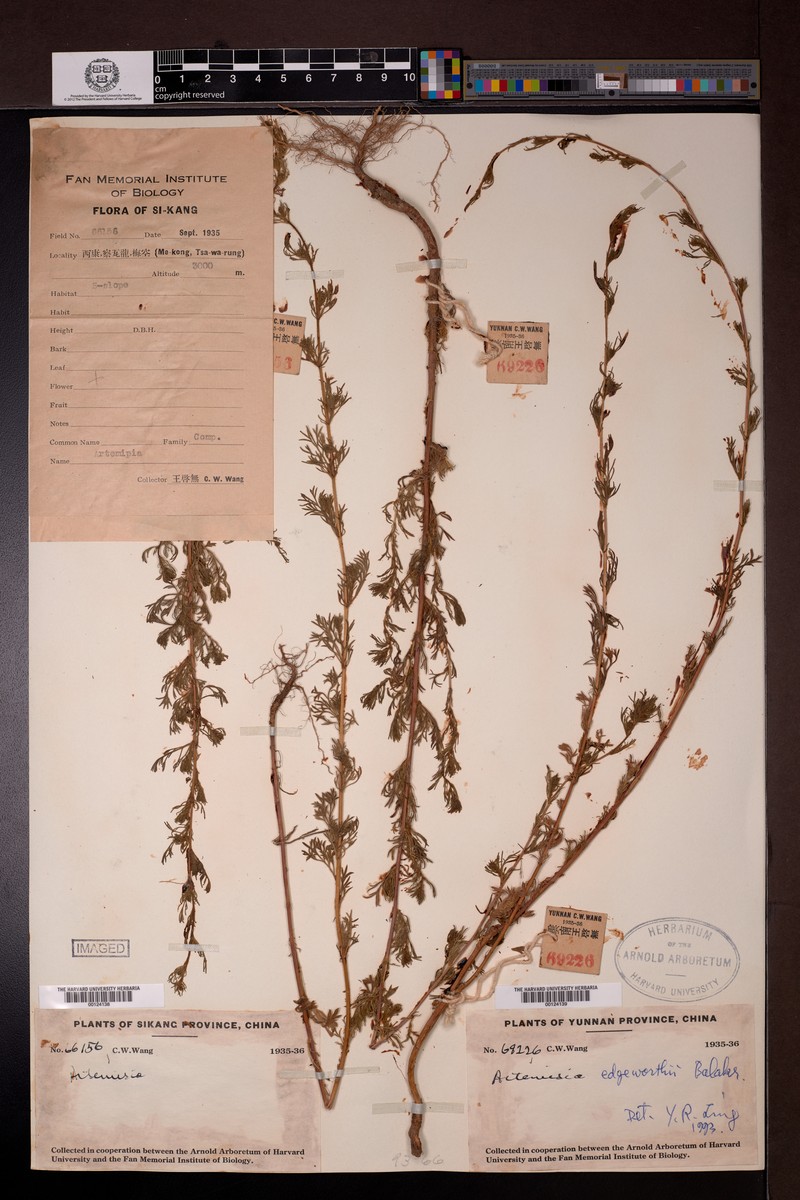 Artemisia stricta photo 4