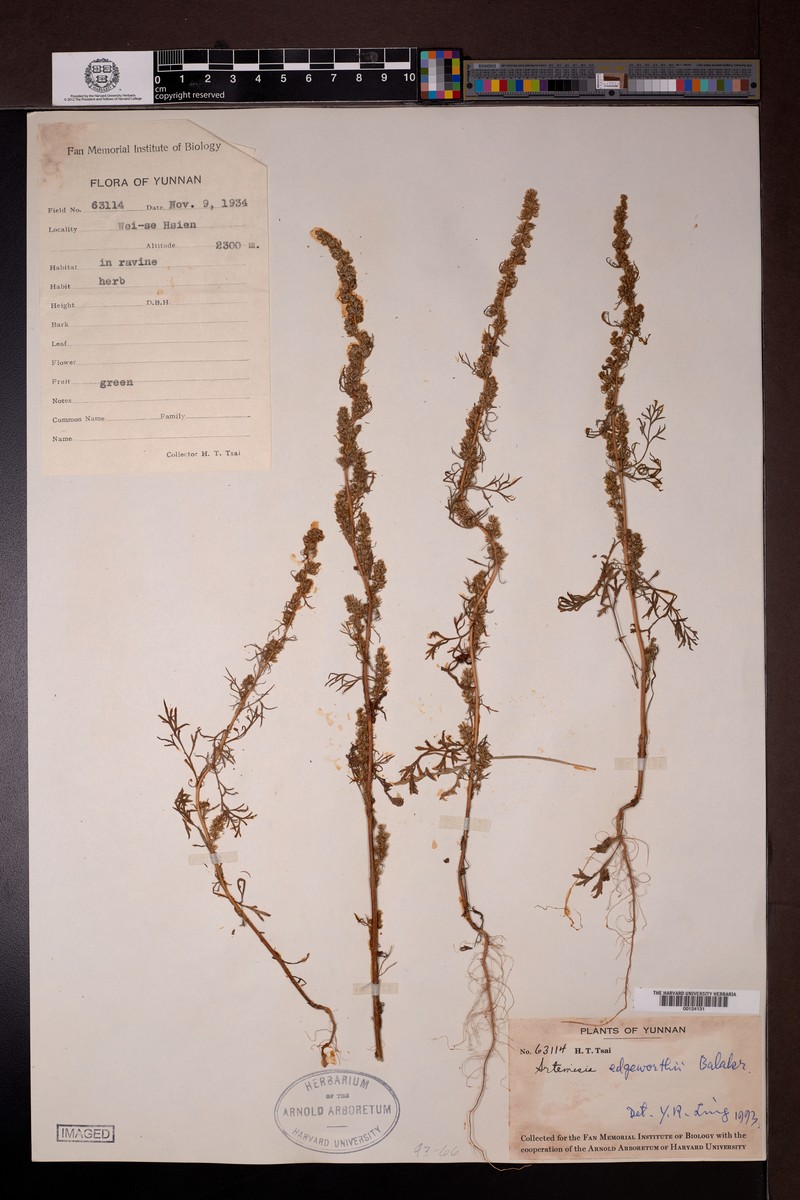 Artemisia stricta photo 5