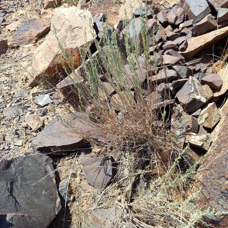 Artemisia sublessingiana photo 2