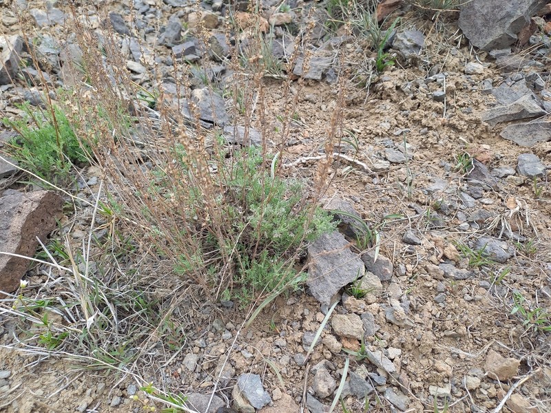 Artemisia sublessingiana photo 3