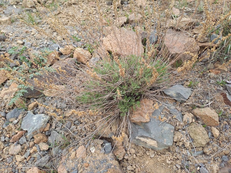 Artemisia sublessingiana photo 4