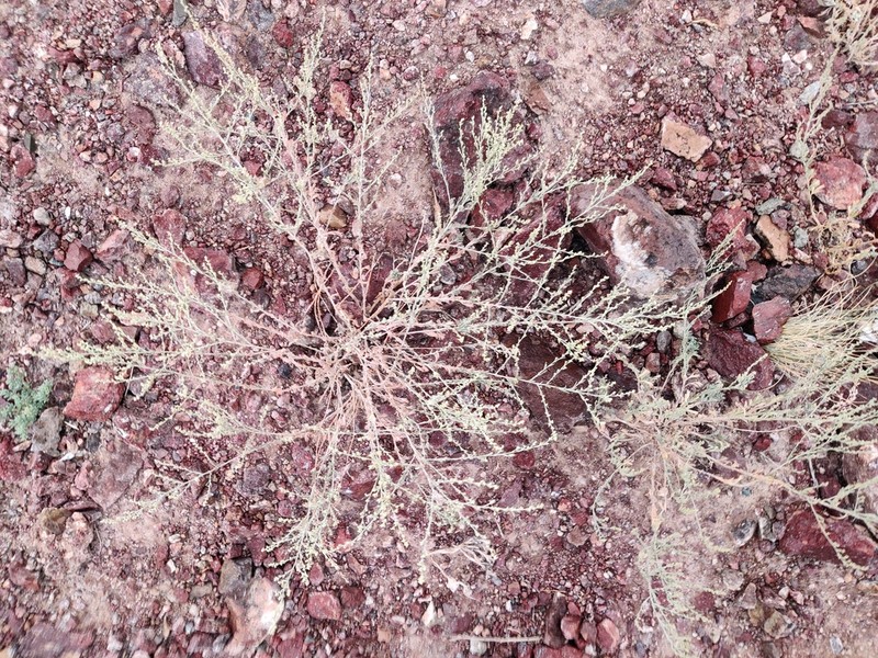 Artemisia sublessingiana photo 5