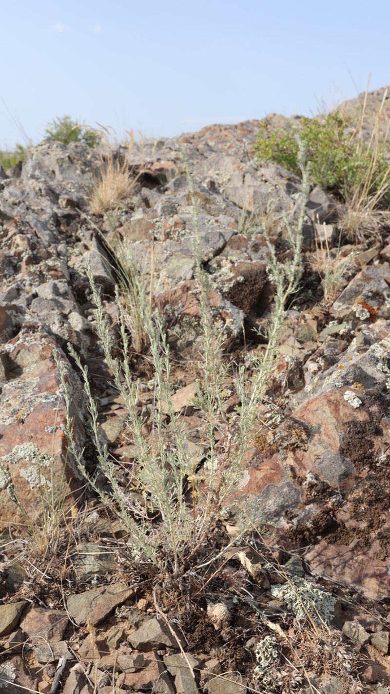 Artemisia sublessingiana photo 7