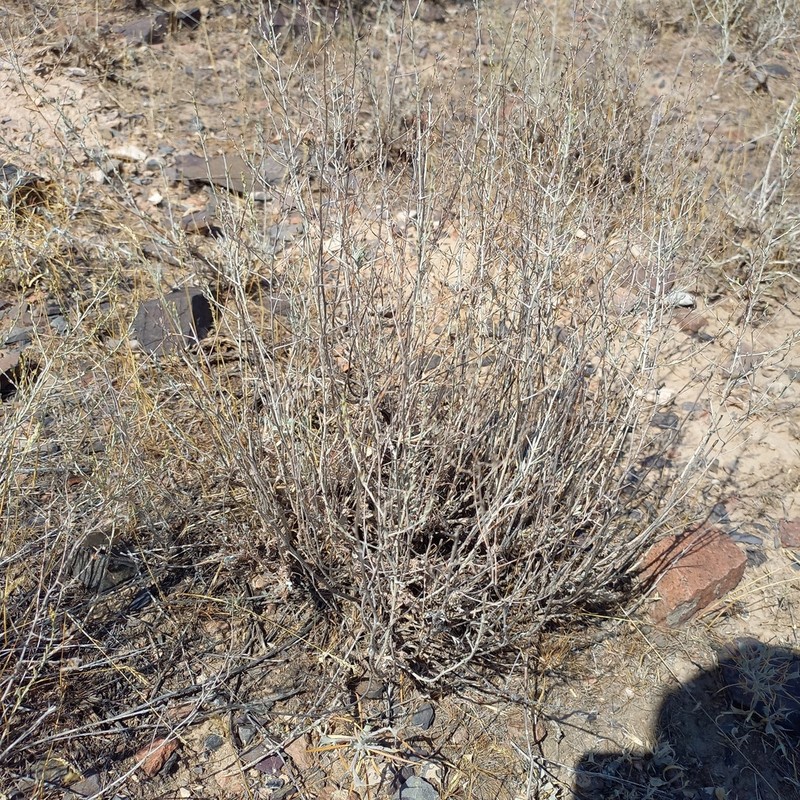 Artemisia sublessingiana photo 8