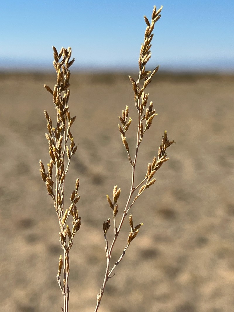 Artemisia sublessingiana