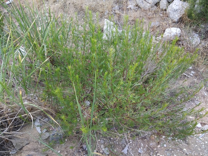 Artemisia subulata photo 3
