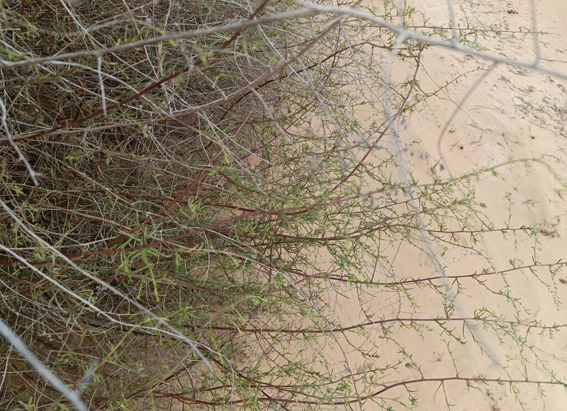 Artemisia subulata photo 4
