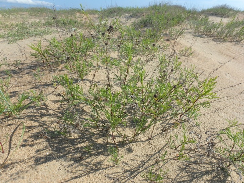 Artemisia subulata photo 7