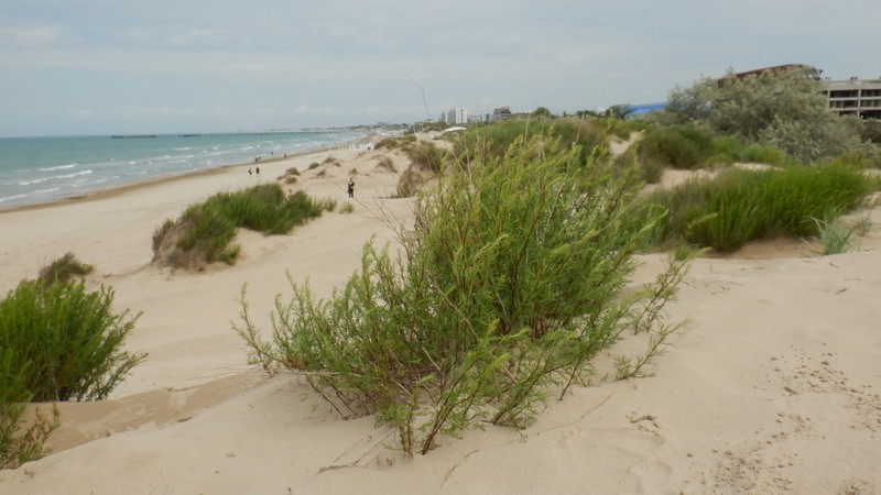 Artemisia subulata photo 8
