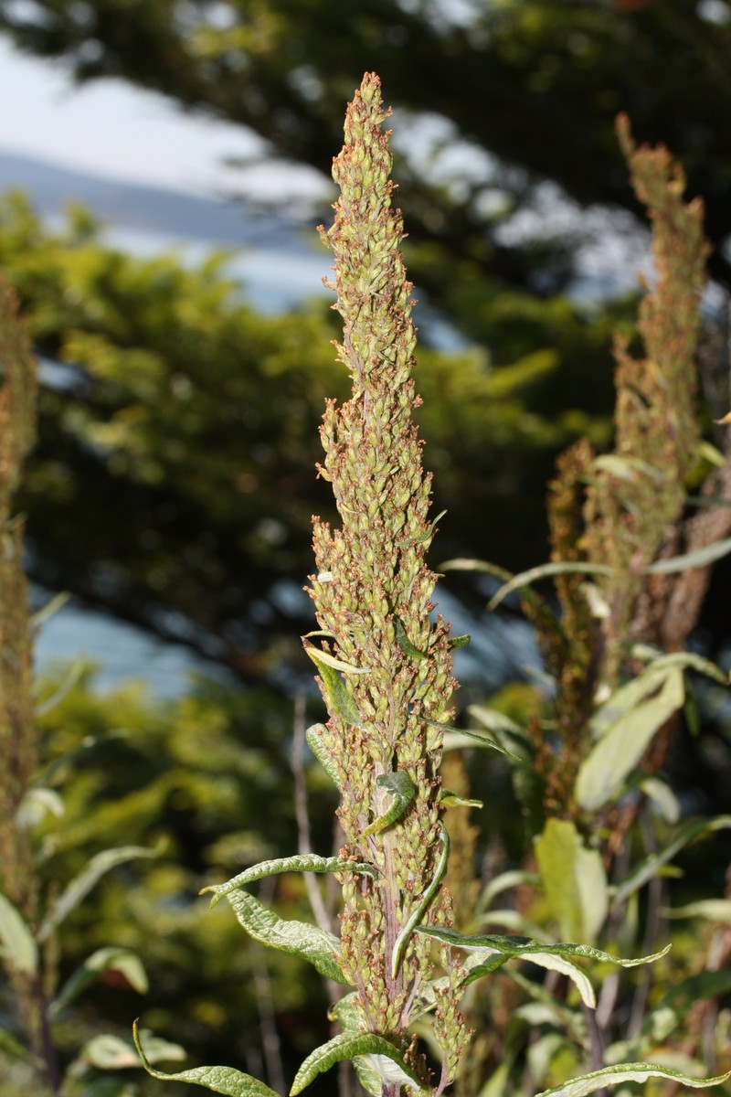 Coastal Wormwood