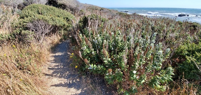Coastal Wormwood photo 3