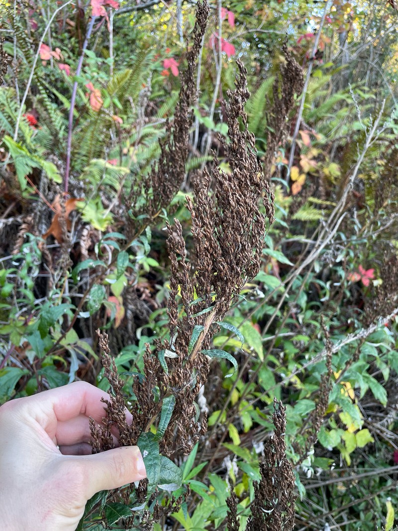 Coastal Wormwood photo 4
