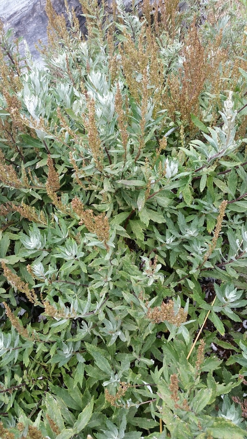 Coastal Wormwood photo 6