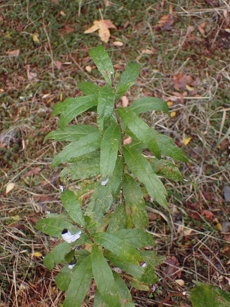Coastal Wormwood photo 7