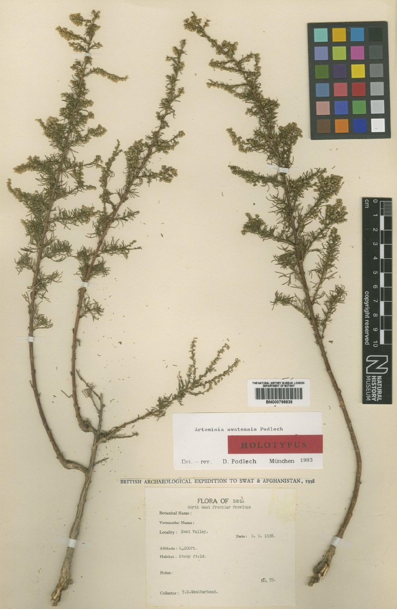 Artemisia swatensis