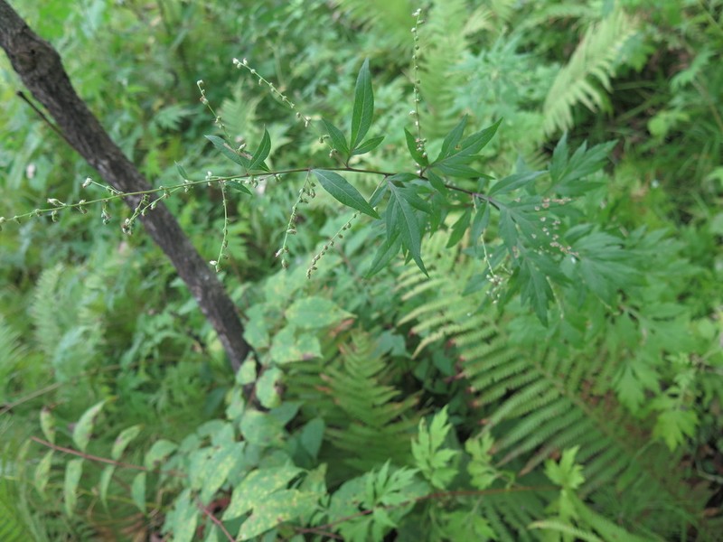 Artemisia sylvatica photo 2