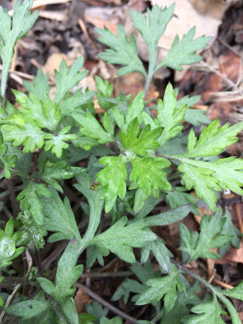 Artemisia sylvatica photo 3