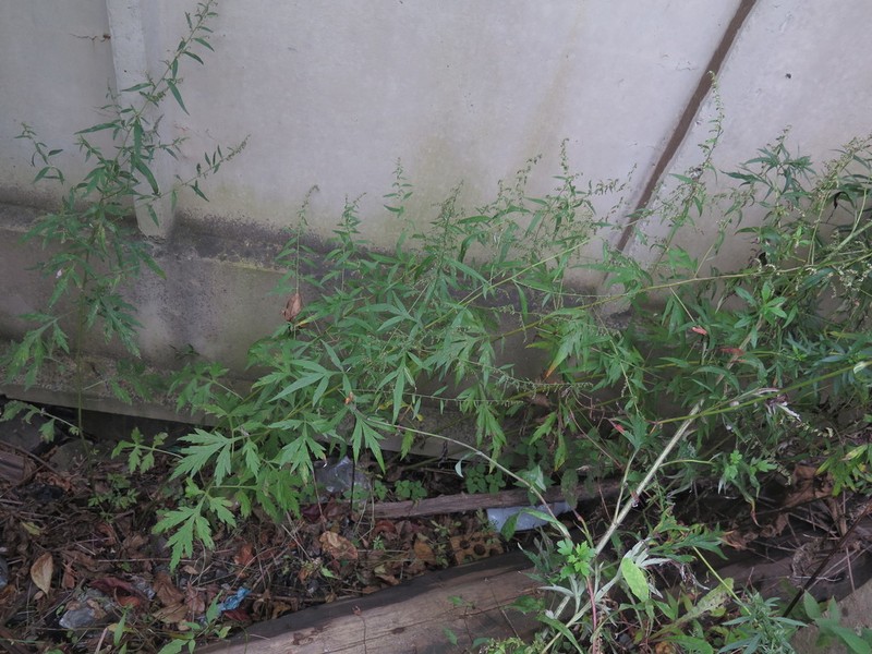 Artemisia sylvatica photo 4