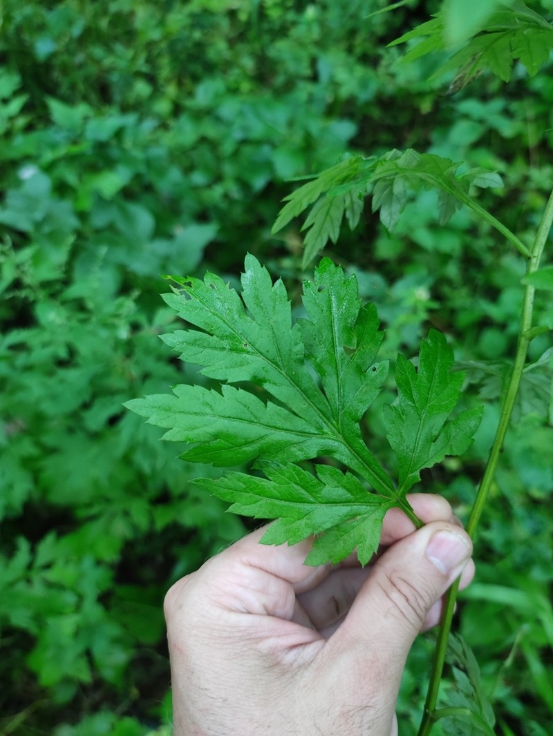 Artemisia sylvatica photo 5