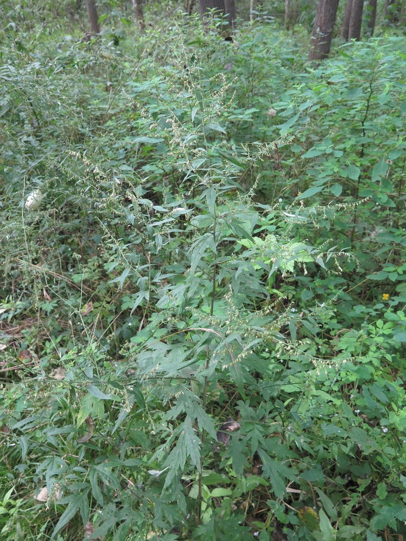 Artemisia sylvatica photo 6