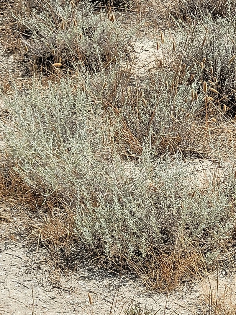 Artemisia szowitziana